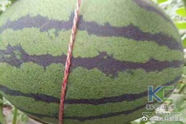 無土栽培，無土栽培技術(shù)，無土栽培設(shè)備