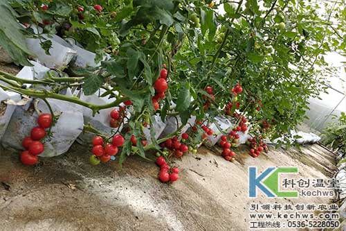 無土栽培，無土栽培技術